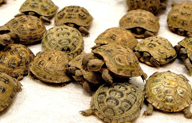 Żółwie stepowe znalezione w hotelu trafią do zoo.