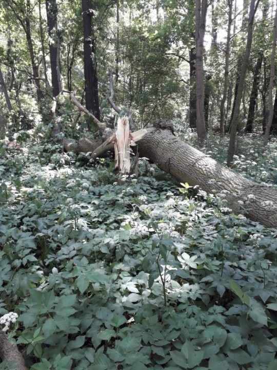 Drzewo przewrócone nad Kanałem Bydgoskim - niedziela, 13...