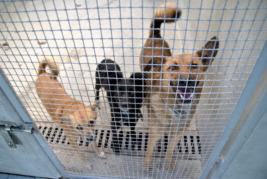 11 zwierzaków z lubelskiego schroniska znalazło nowe domy (ZDJĘCIA)
