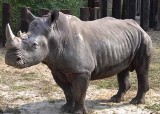 Awantura o martwego nosorożca