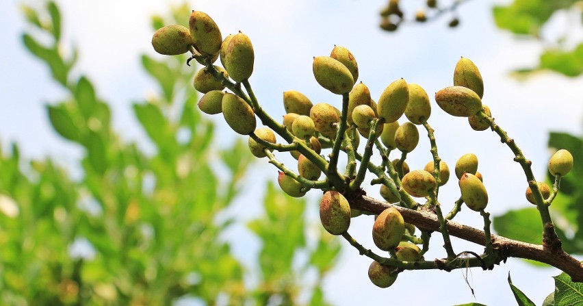 Orzechy pistacjowe rosną na drzewach pistacji, która w wielu...