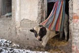 Krowy z Turbi bohaterkami reportażu Telewizji Polskiej