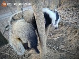 Borsuk w sidłach kłusowników pod Trzebnicą. Uratowali go psiarze i wolontariusze Ekostraży [ZDJĘCIA]