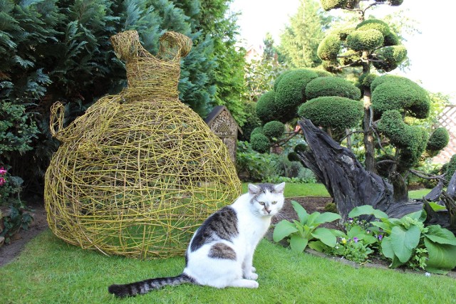 Jednym z fanów ogródka pani Iwony jest jej kot.