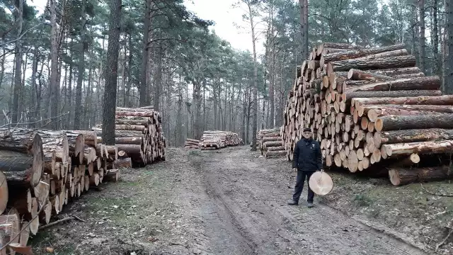 Zdzisław Białowąs przysłał nam zdjęcia i filmy wycinki drzew. Wyrżnięty pas drzew znajduje się między Ośrodkiem Kormoran a zatoką koło Ośrodka Ada. Napisał: „Uważam, że o tym barbarzyństwie powinni wiedzieć nie tylko mieszkańcy woj. lubuskiego ale wszyscy Polacy kochający przyrodę.”Z żoną spacerowali po miejscu masakry i rozpaczali nad tą decyzją:„Piękny las, tu wypoczywały dzieci, harcerze na obozach. Od 30 lat tu chodziliśmy. Zbieraliśmy grzyby, już nie będzie grzybów. Wspaniałe drzew, płakać się chce. Komu przeszkadzały te drzewa. W takim miejscu ktoś pozwolił je wyciąć. Leżą teraz te drzewa jak nieboszczyki. Jaki cel miała ta wycinka? Pobojowisko zostało. Coś okropnego.”ZOBACZ:WYCINKA DRZEW W OKOLICY STAREJ MLECZARNI W ZIELONEJ GÓRZE