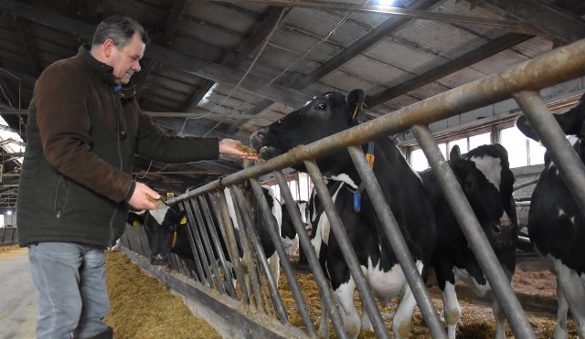 Piotr Doligalski ma czterysta krów mlecznych i na razie nie planuje zmniejszać produkcji, chociaż mleko wciąż tanieje. - Nie można wykonywać nerwowych ruchów, jednak zapewne ta trudna sytuacja na rynku przyspieszy niektóre decyzje o zmniejszeniu stada krów - uważa rolnik