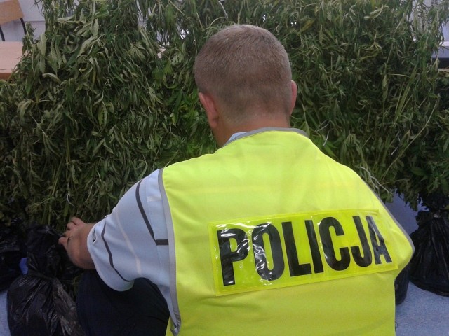 W ogródki 26-latka policjanci znaleźli krzewy konopi indyjskich.