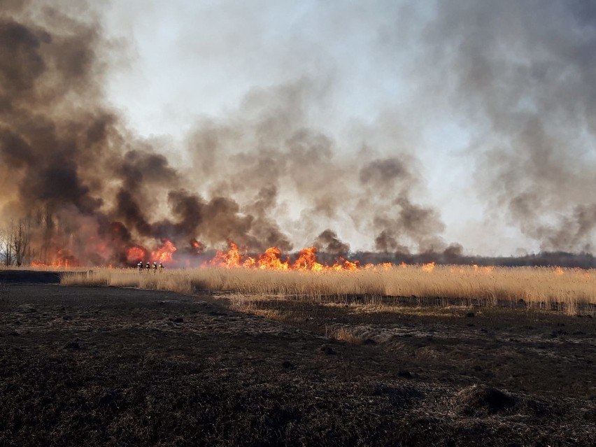 Wielki pożar traw i trzcin w gminie Mirów.
