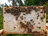 W piątek Światowy Dzień Pszczół. Zapraszamy na pszczelarskie warsztaty