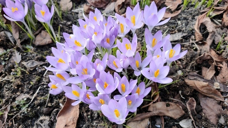 Kolorowe kwiaty zwiastują nadejście prawdziwej wiosny Zobacz...