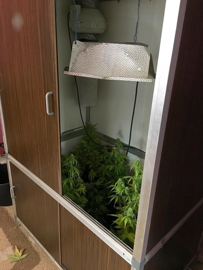 42-latek narkotyki uprawial w szafie (zdjęcia)