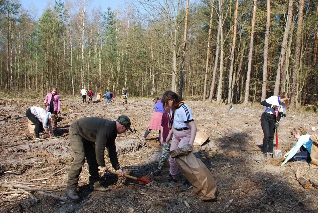 Harcerze z hufca ZHP uczestniczyli w sadzeniu lasu w Nadleśnictwie Golub-Dobrzyń. T