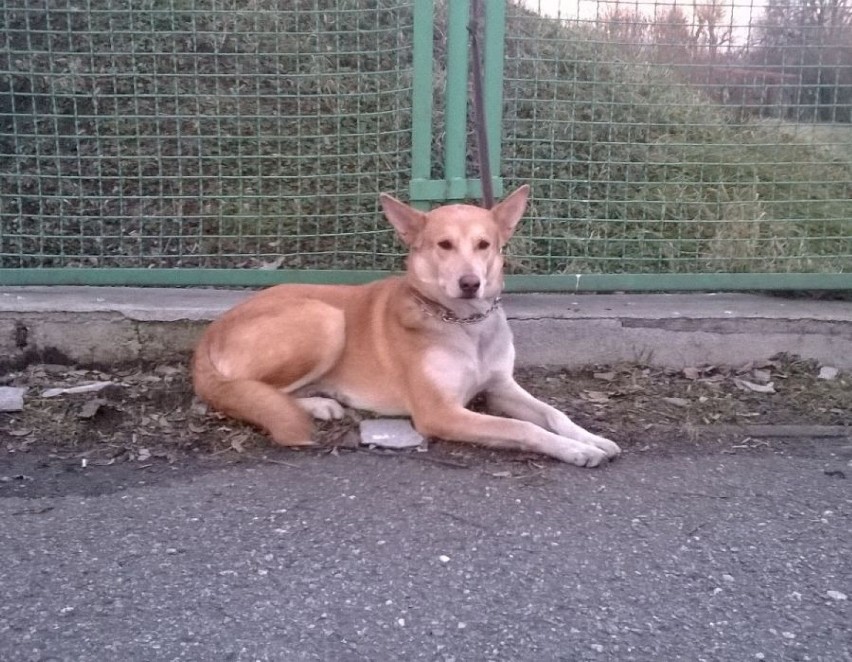 Pies przywiązany do płotu. Straż miejska szuka właściciela (ZDJĘCIA)