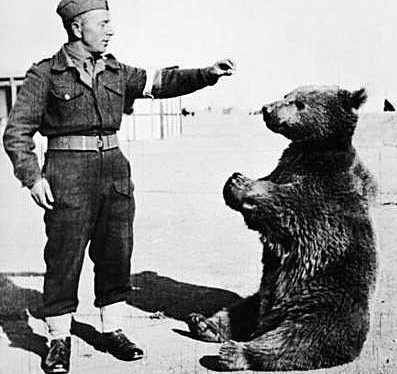 Niedźwiedź Wojtek, słynny kapral Andersa będzie miał swój pomnik w Krakowie