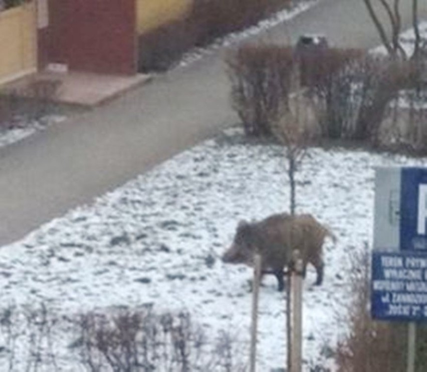 Od jakiegoś czasu dziki upodobały sobie Zieloną Górą. Często...