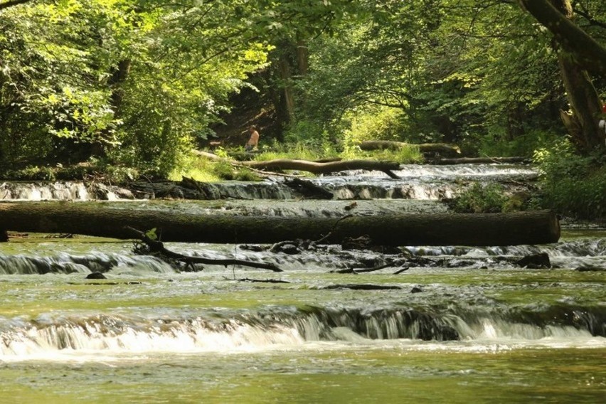 Krajobrazowy i leśny rezerwat przyrody nad Tanwią, znajduje...