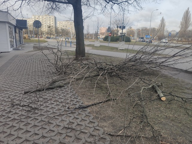 Zamknięto ZOO, cmentarze i Park Oliwski. Wszystko przez orkan Otto