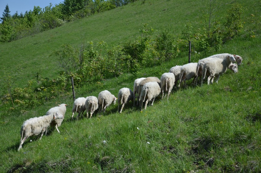 O murawy dbają owce rasy olkurskiej