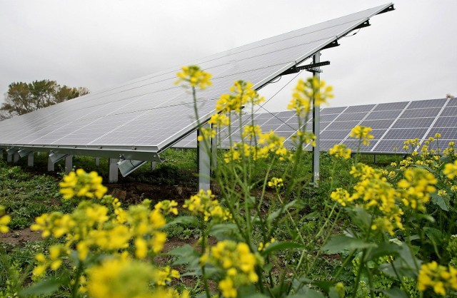 Panele słoneczne są instalowane nad roślinami (wyżej niż na zdjęciu) lub w rzędach pomiędzy uprawami, żeby umożliwić przejazd dużych maszyn rolniczych.