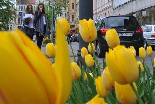 Tulipany, które zdobią plac Wolności, bardzo podobają się przechodniom 