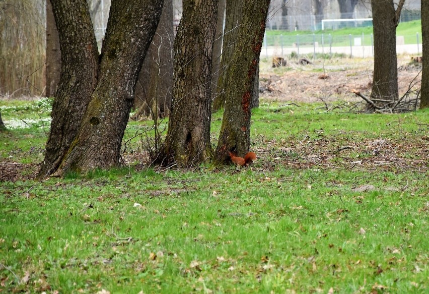 Wiewiórki dokazywały w parku miejskim w Sławnie
