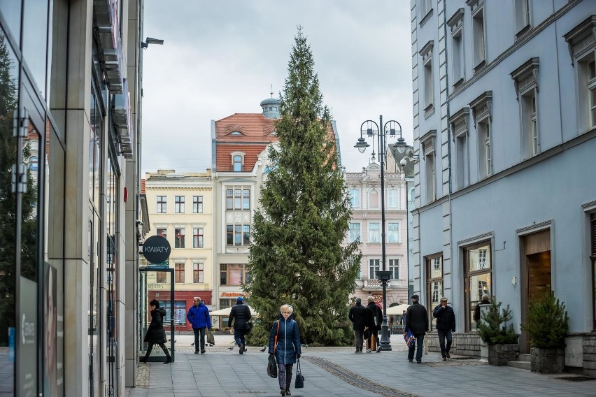 W piątek na Starym Rynku stanęła świąteczna choinka. Świerk...