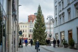 18-metrowa choinka stanęła w sercu Bydgoszczy. "Zapłonie" 6 grudnia, w mikołajki [zdjęcia]