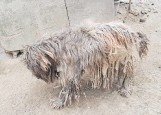 Skrajnie zaniedbany pies w  jednej z miejscowości powiatu nowodworskiego. Pies był trzymany na krótkim łańcuchu, bez jedzenia i wody