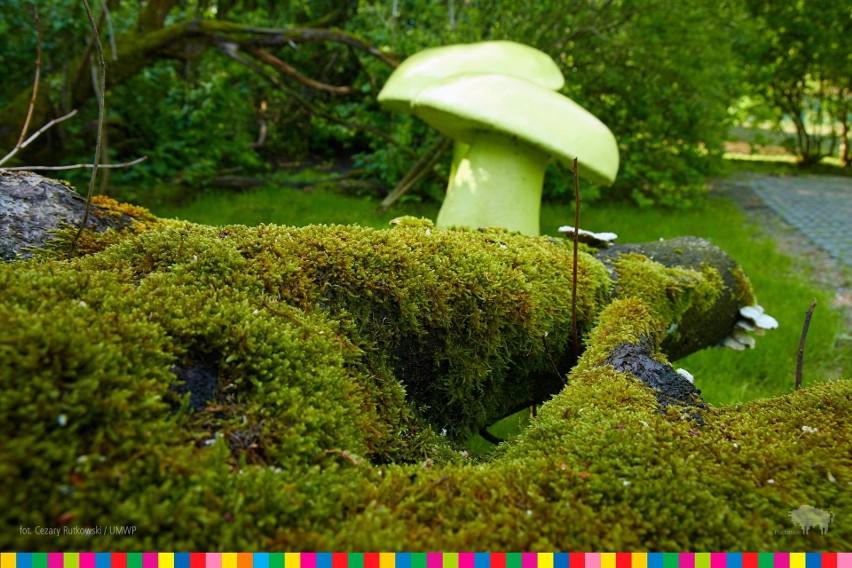 Przy Parku Dinozaurów w Jurowcach powstała farma grzybów i owadów (zdjęcia)