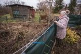 Dziki plądrują działki w Słupsku. Działkowcy wkurzeni i bezsilni. Nikt im nie chce pomóc