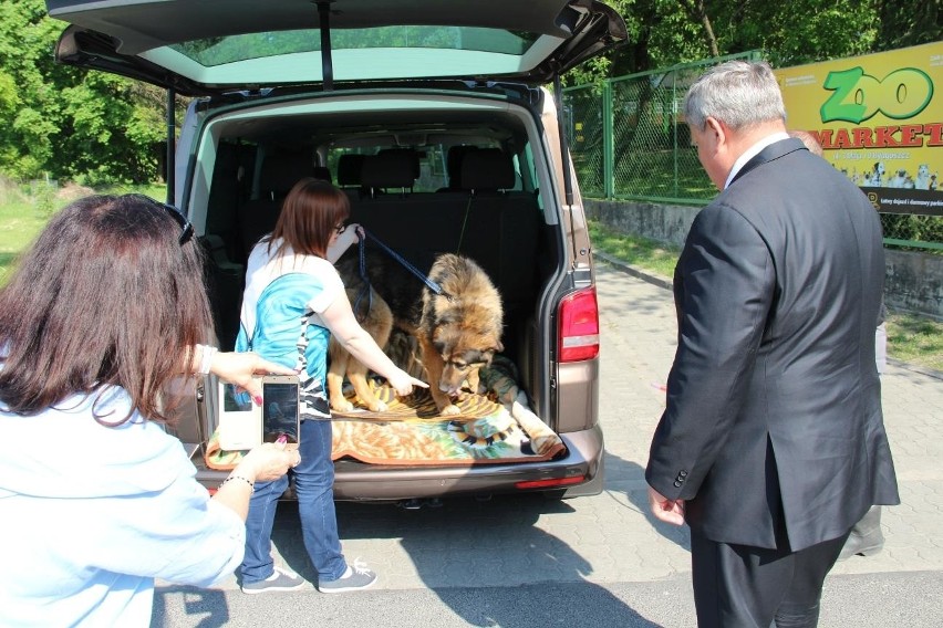 Odessa została zabrana z bydgoskiego schroniska w maju. Nie...