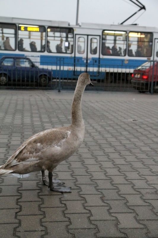 Zagubiony łabędź na moście Pokoju. Nie mógł się przedostać na bulwar Kaczyńskich (ZDJĘCIA)