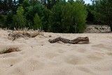 Cud przyrodniczy w regionie! Lubuskie ma prawdziwe wydmy. Chwilami miejsce wygląda jak sawanna! | DUŻO ZDJĘĆ