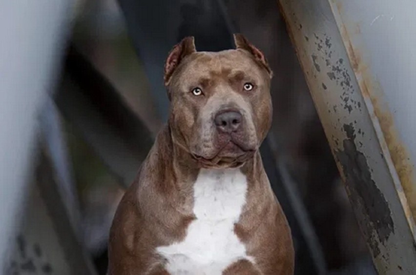 AMERICAN BULLY XL syn Championa Logana
20 000 zł