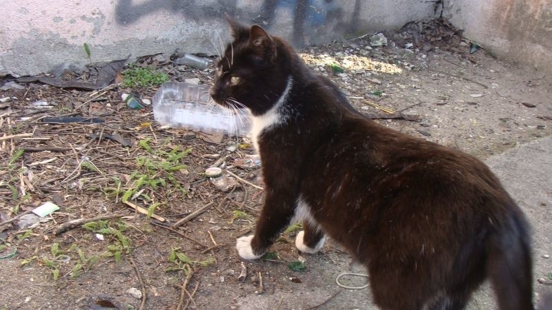 Pani Renata z Inowrocławia poszukuje kota, którym się opiekowała [zdjęcia]