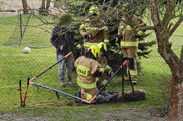 Strażacy z pomocą weterynarza uwolnili sarnę z siatki, po czym ją przewieźli do lasu i wypuścili