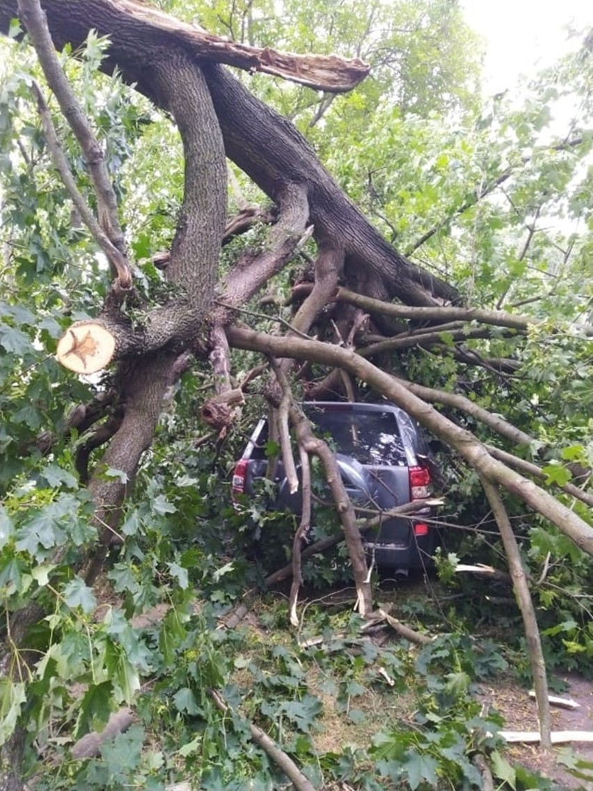 Lubelskie: Drzewo spadło na samochód. Straty oszacowano na kilkanaście tysięcy 