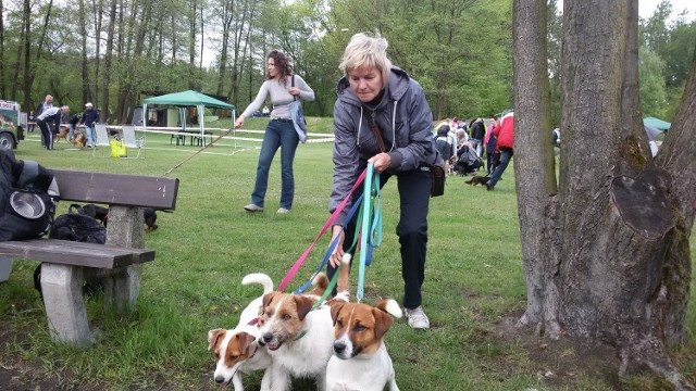 Krajowa Wystawa Psów Rasowych po raz kolejny odbywa się w Rybniku. 10 maja, w niedzielę, jak zwykle do Kamienia przyjechali miłośnicy psów nie tylko z Polski, ale także z pobliskich Czech.