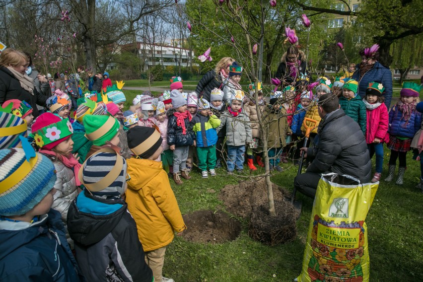 Dni Ziemi 2017 w Krakowie. Przy al. Grottgera zakwitną magnolie 