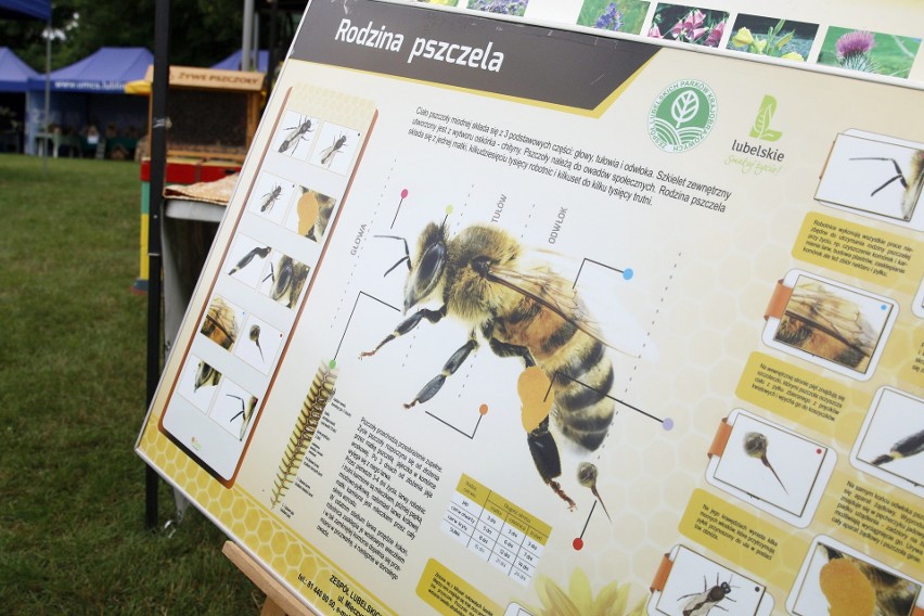 Święto pszczół w Ogrodzie Botanicznym UMCS w Lublinie. Zobacz zdjęcia