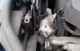 Eko Patrol uratował 4-miesięcznego kota. Zwierzę utknęło w silniku auta