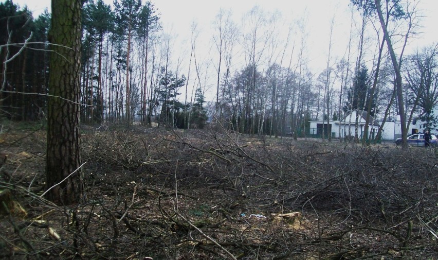 Rogalin, Gołuski, Poznań - to tylko jedne z licznych...