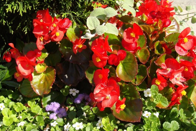 Begonie mają wiele odmian. Znakomicie wyglądają na ogrodowych rabatach, w balkonowych skrzynkach, są też wdzięcznym elementem kwiatowych kompozycji.