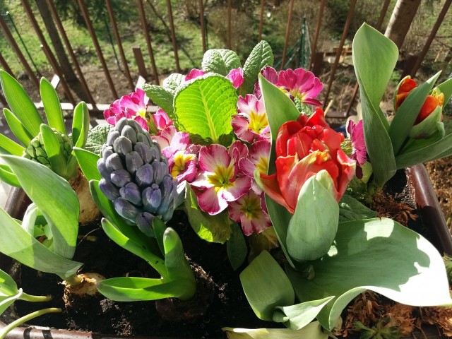 Już od wczesnej wiosny nasz balkon może rozkwitnąć. Wybór gatunków kwiatów, które lubią chłód jest dość spory, a dodatkowo mają one przeróżne kolory.
