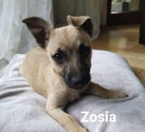 Psy do adopcji. Czworonogi znajdują się w azylu w Makowie Mazowieckim. Opiekę nad nimi sprawuje Stowarzyszenie Nasze Cztery Łapy