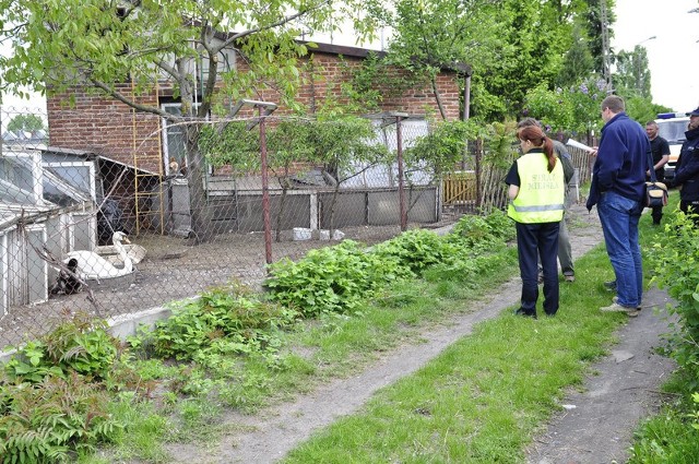 Na ratunek dzikim ptakom przybyli strażnicy miejscy, policjanci i ornitolog.