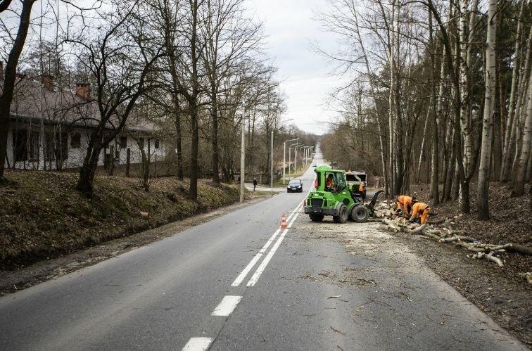 Zaczęły się prace na ulicy Szydłowieciej w Radomiu. Trwa wycinka drzew wzdłuż drogi. Uwaga kierowcy - są utrudnienia w ruchu