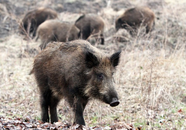 Pogotowie reporterskie - dziki z GrębocinieW związku z zagrożeniem afrykańskim pomorem świń (ASF), prowadzona będzie w regionie inwentaryzacja dzików. Dla naszego bezpieczeństwa Regionalna Dyrekcja Lasów Państwowych prosi o ograniczenie wizyt w lesie i ostrożność na drogach.