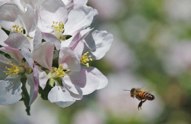 Rośliny sadownicze są zapylane są głównie przez pszczoły miodne z okolicznych pasiek, rzadko zaś z rodzin specjalnie w tym celu przywiezionych na plantację
