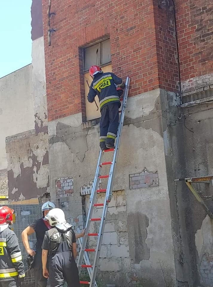 Do akcji skierowano m.in. Specjalistyczną Grupę...